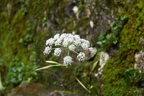 白い花(名称調査中)